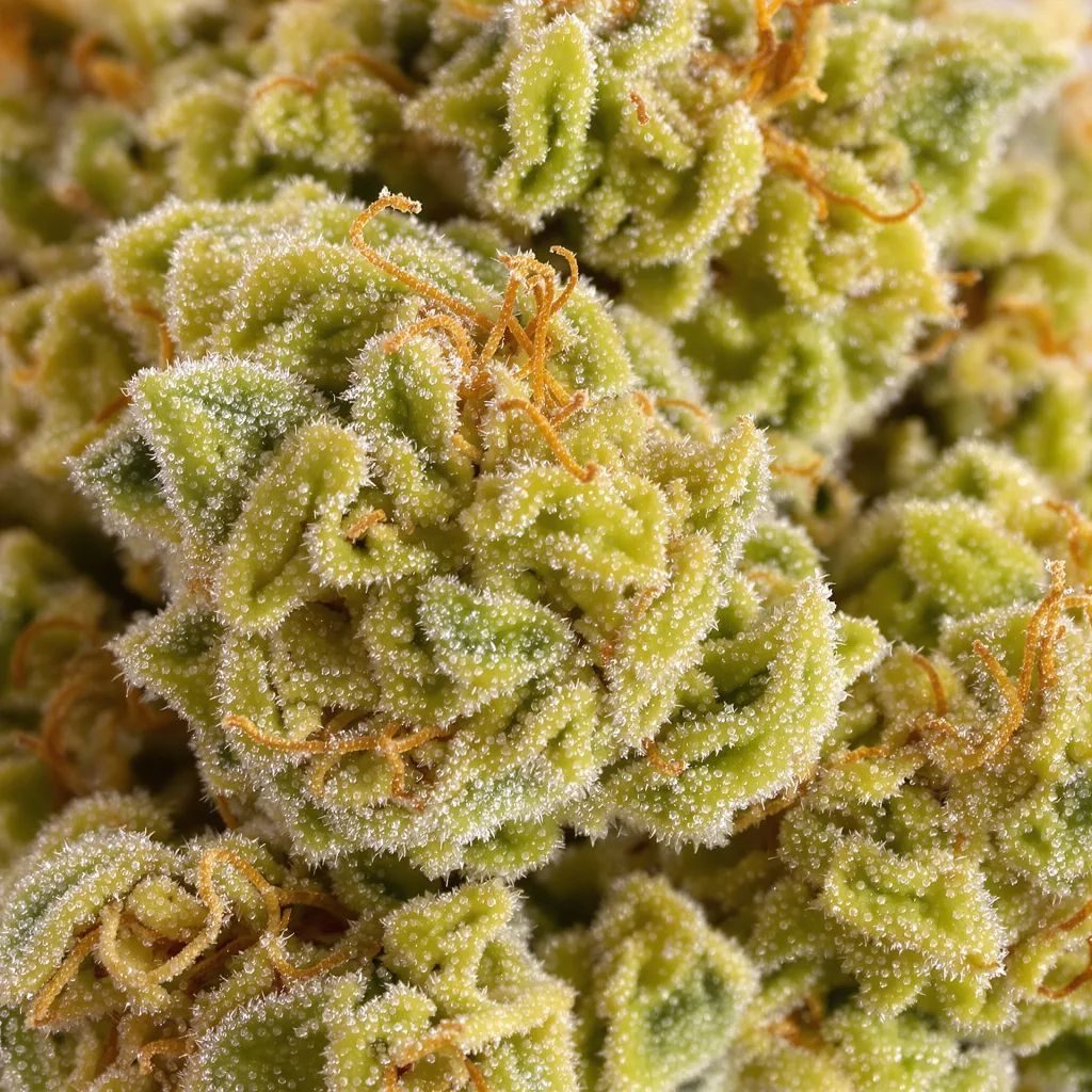 Gros plan de fleur de cannabis Malawi Gold montrant structure aérée vert lime