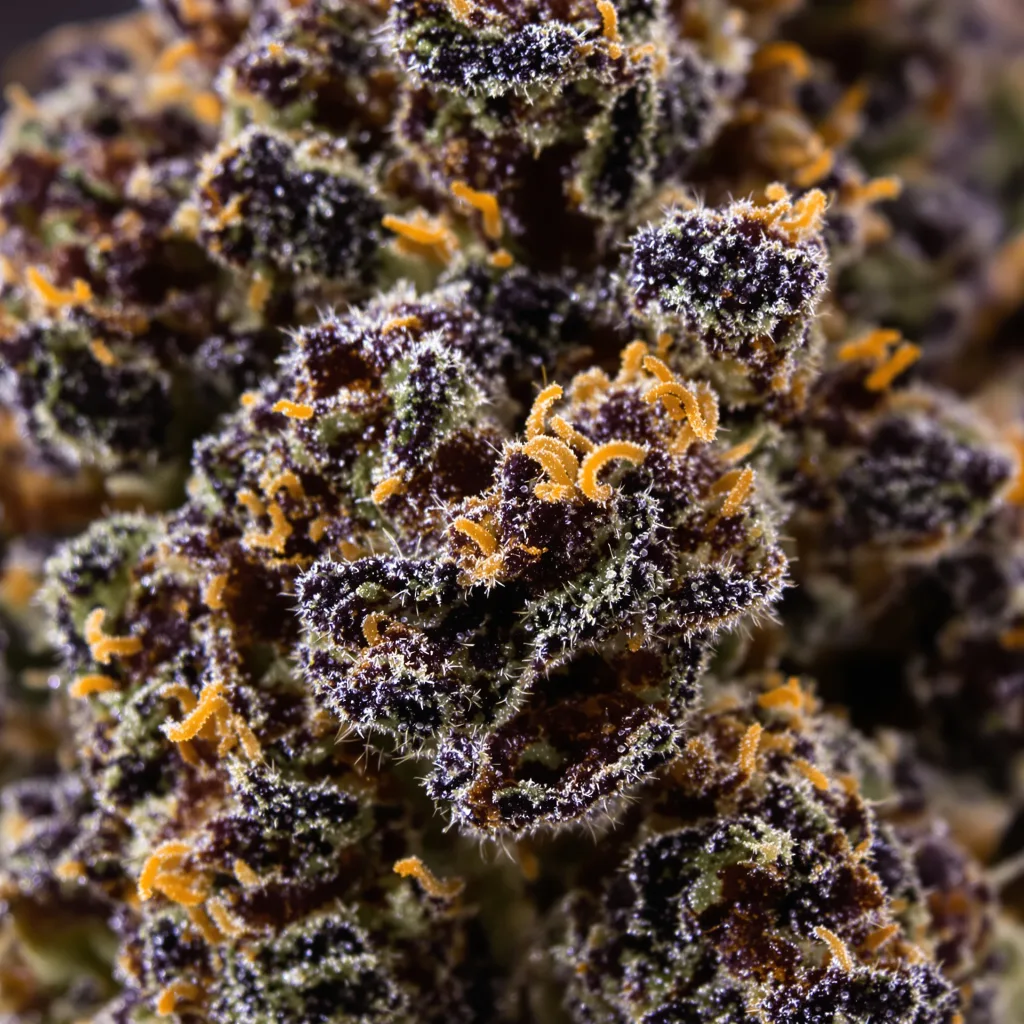 Gros plan de fleur de cannabis Mandarine montrant calices denses aux reflets violets