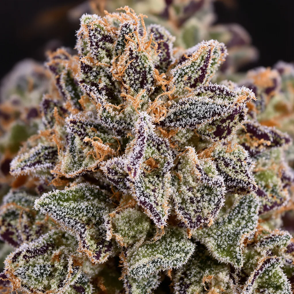 Gros plan de fleur de cannabis Mandarine montrant calices denses aux reflets violets