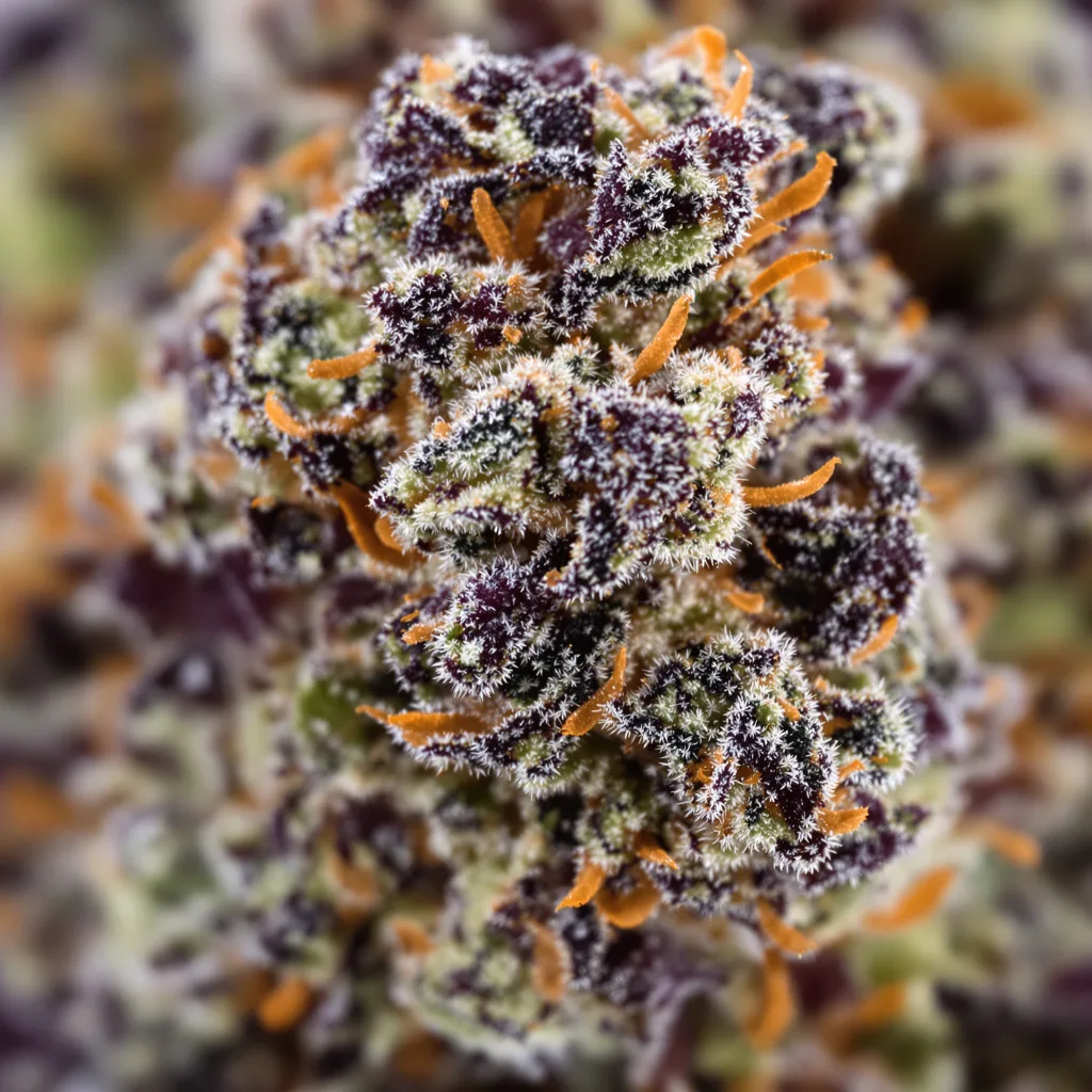 Gros plan de fleur de cannabis Mango Crack montrant calices denses aux reflets violets