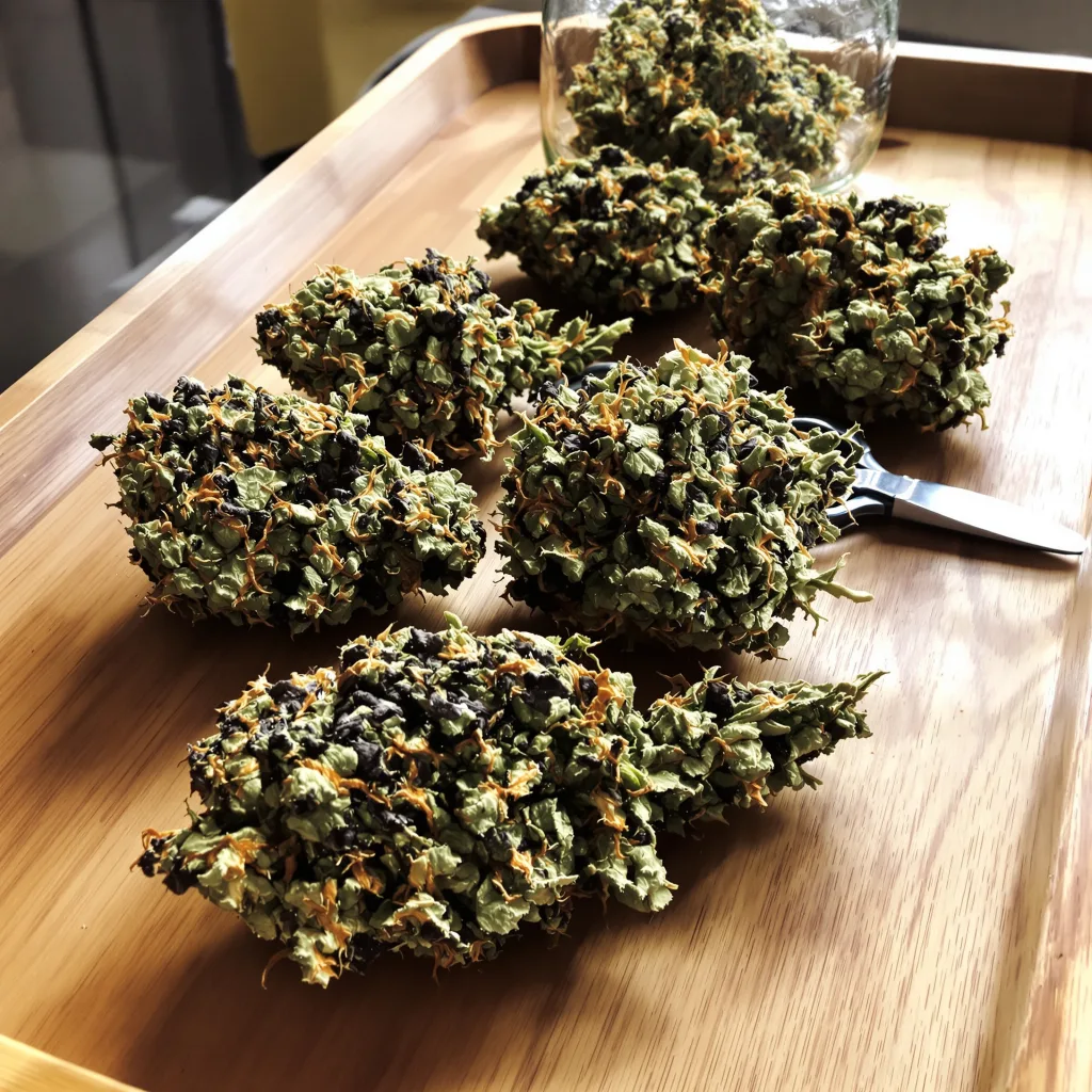Mango Kush 89% indica / 11% sativa — fleur avec trichomes visibles