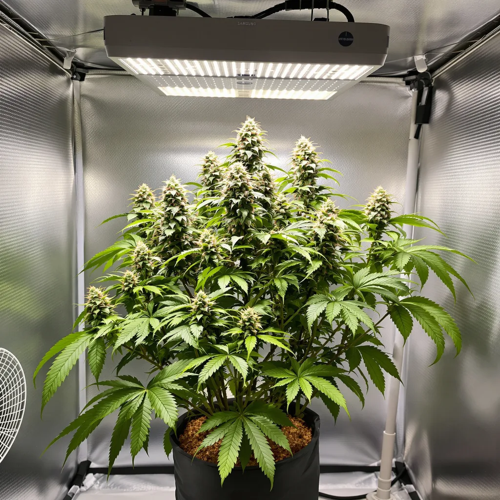 Plante de cannabis Mango Kush en floraison — 90-130 cm féminisée