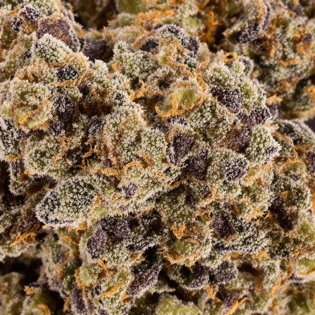Gros plan de fleur de cannabis Maple Leaf montrant calices denses aux reflets violets