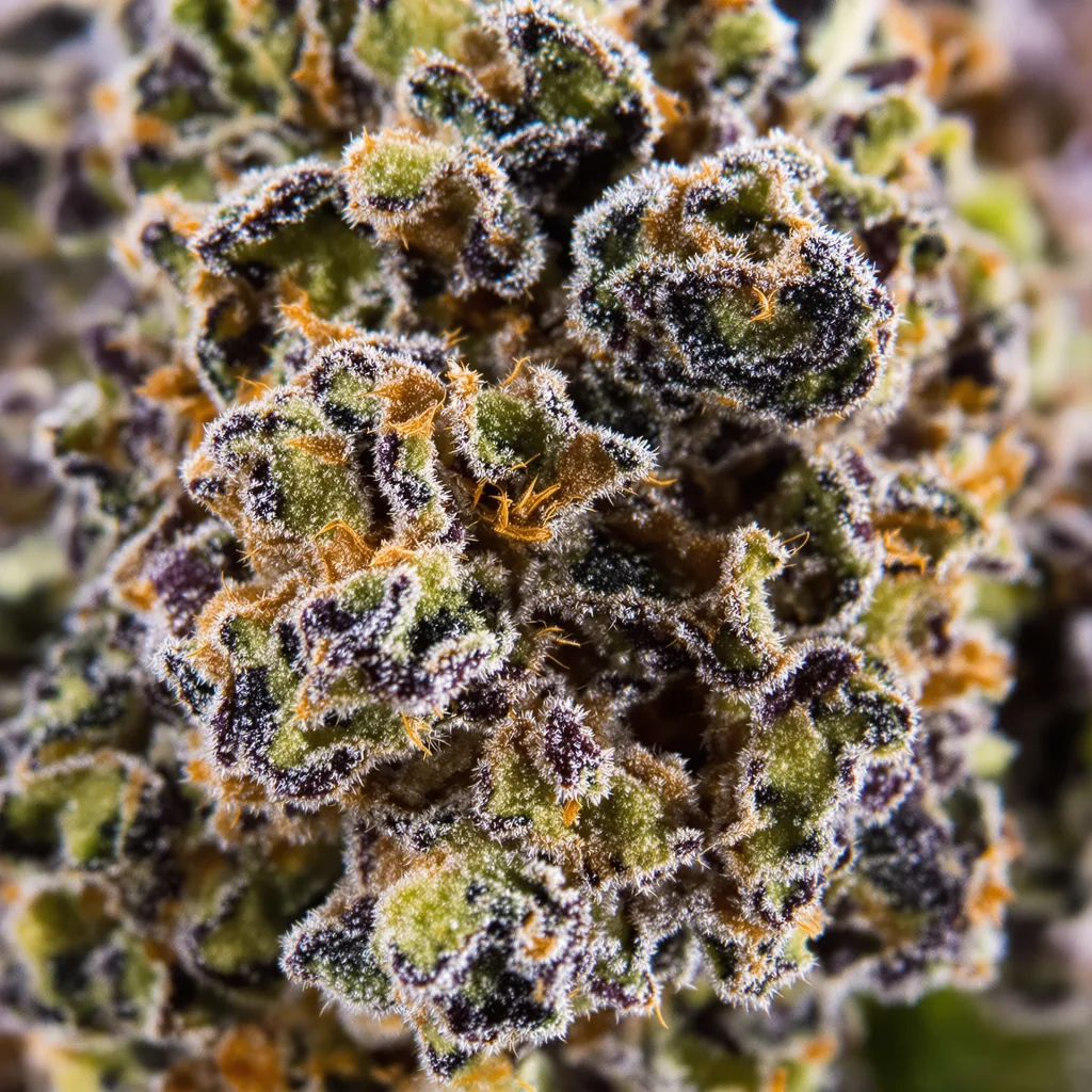 Gros plan de fleur de cannabis Marionberry Kush montrant calices denses aux reflets violets