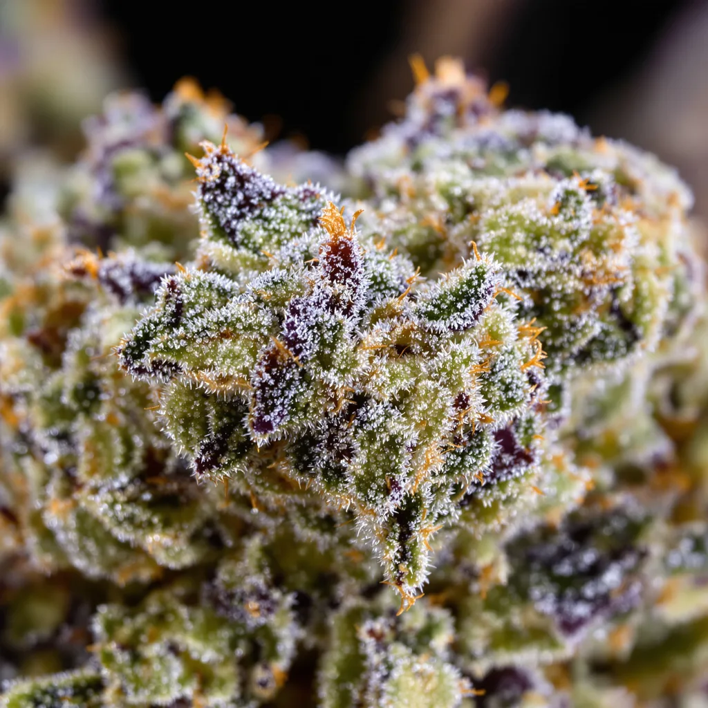Gros plan de fleur de cannabis Master Bubba montrant structure équilibrée avec trichomes givrés