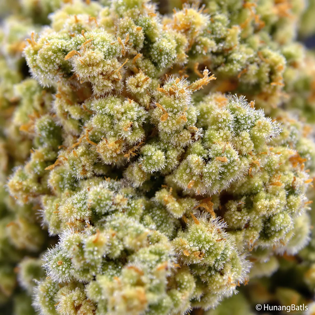 Gros plan de fleur de cannabis Mataro Blue CBD montrant fleur claire à faible résine