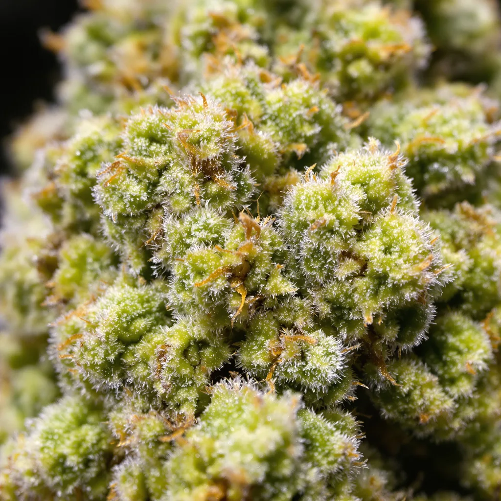 Gros plan de fleur de cannabis Maui montrant structure aérée vert lime