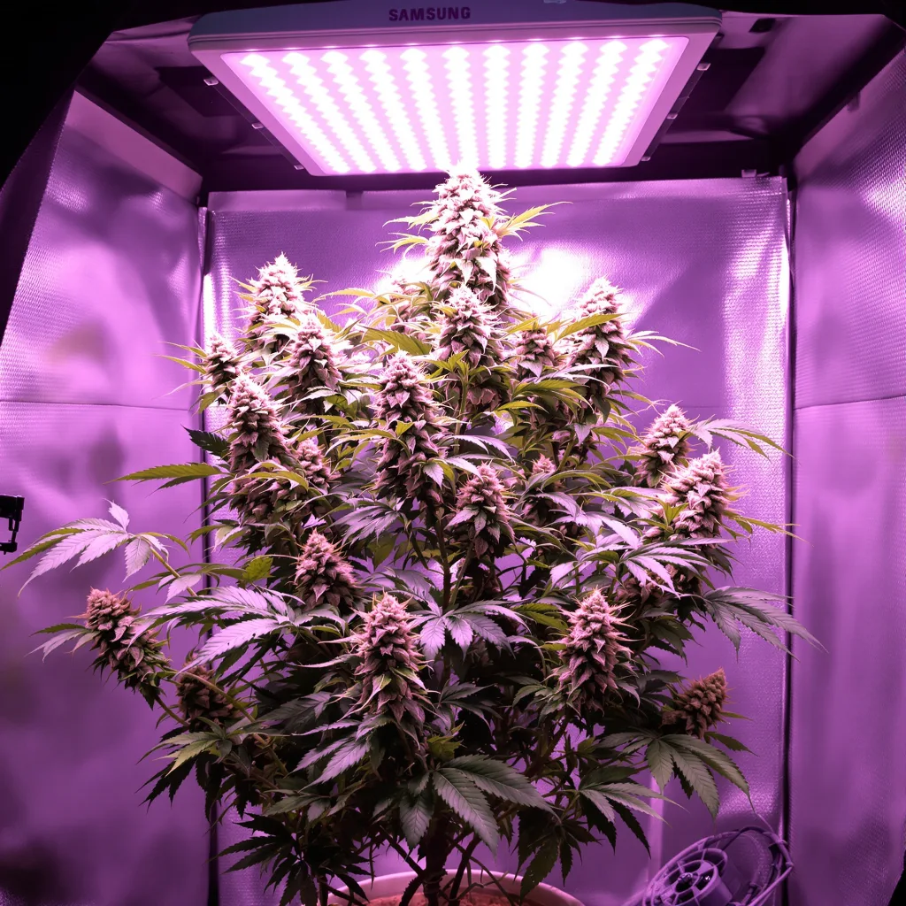 Plante de cannabis Maui Pineapple Chunk en floraison — 60-100 cm autofloraison