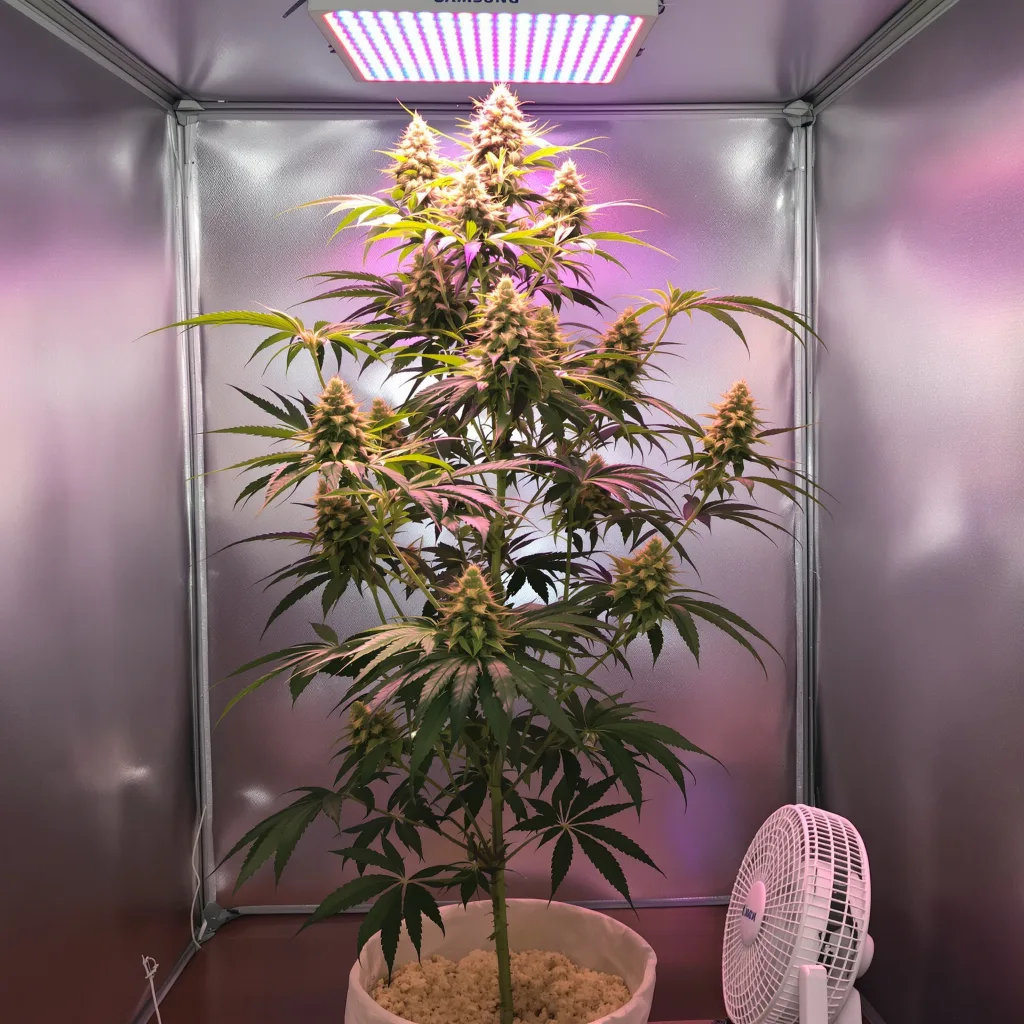 Plante de cannabis Maui Wowie en floraison — 60-100 cm autofloraison