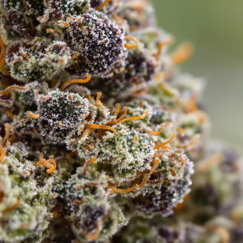 Gros plan de fleur de cannabis Mazar montrant calices denses aux reflets violets