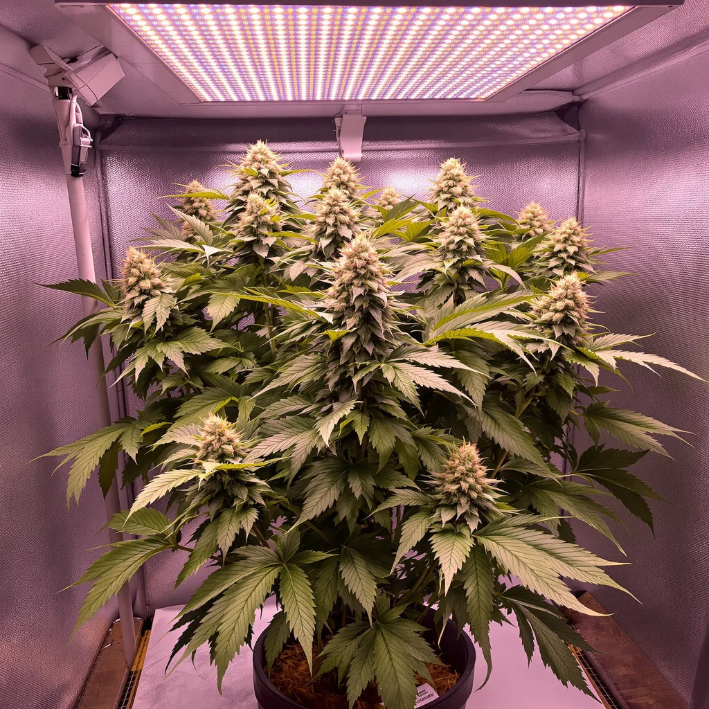 Plante de cannabis Mazar en floraison — 90-130 cm féminisée