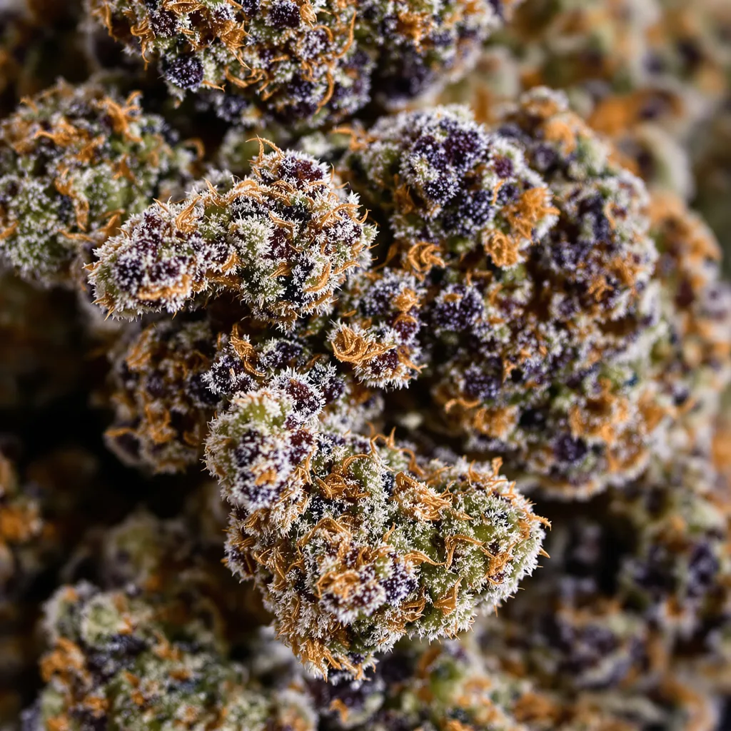 Gros plan de fleur de cannabis Mazar montrant calices denses aux reflets violets