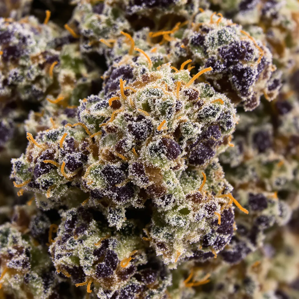 Gros plan de fleur de cannabis Mazar I Sharif montrant calices denses aux reflets violets