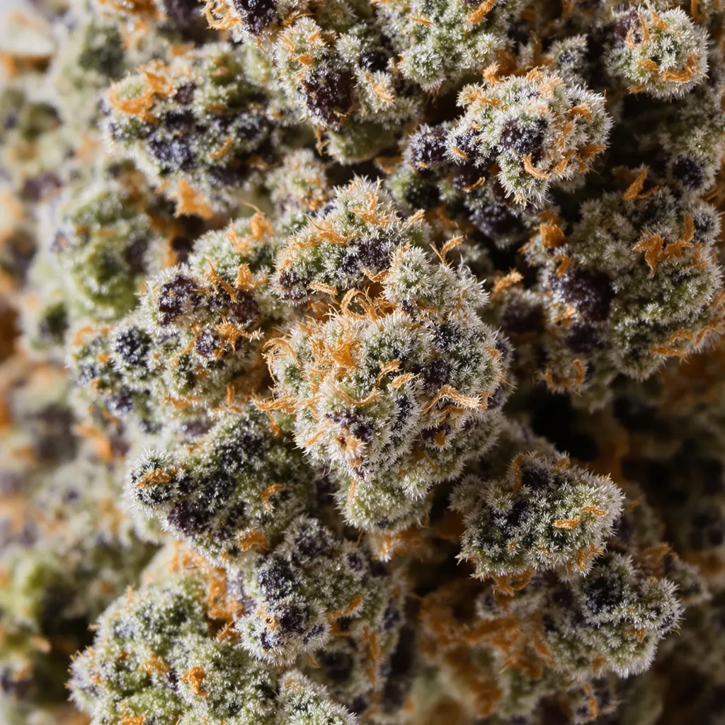 Gros plan de fleur de cannabis Mazar I Sharif montrant calices denses aux reflets violets