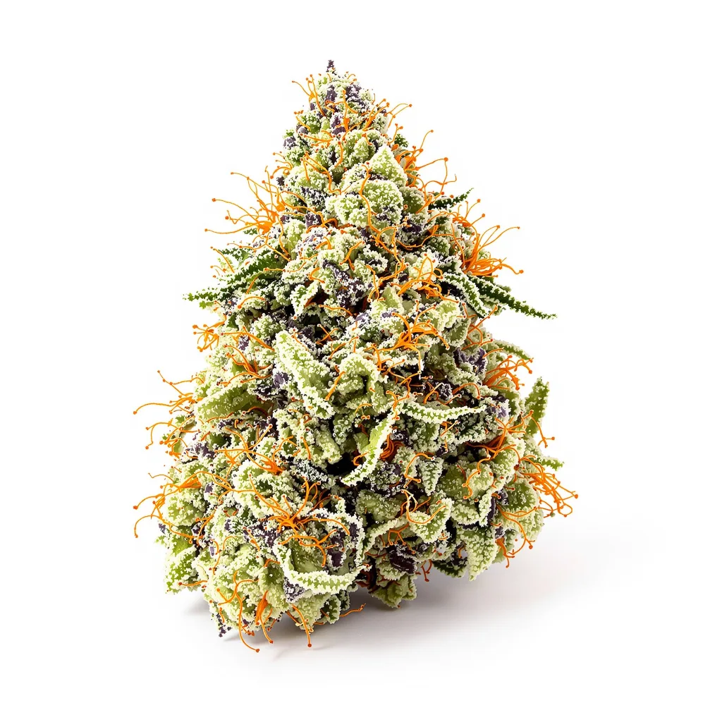 Mazar x Blueberry 39% indica / 61% sativa — fleur avec trichomes visibles