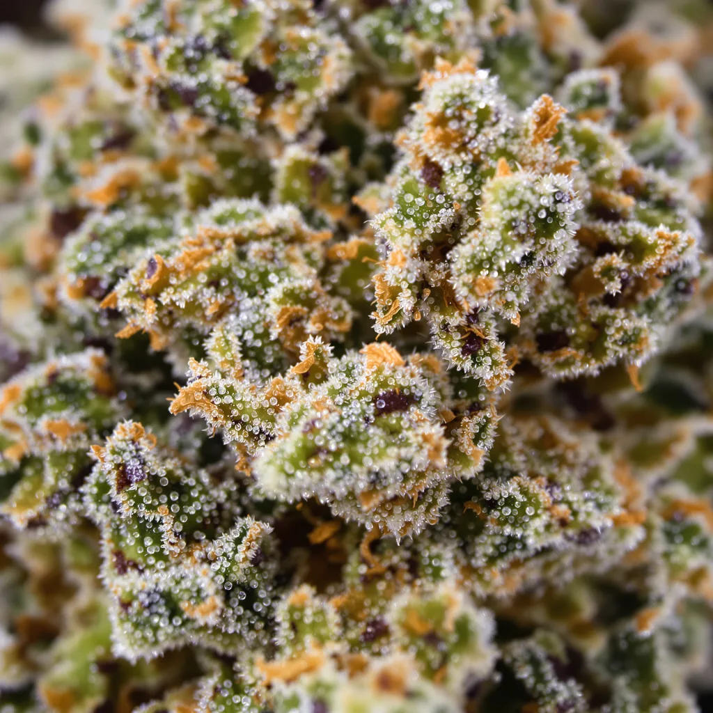Gros plan de fleur de cannabis Mazar x Blueberry montrant structure ouverte avec pistils orangés