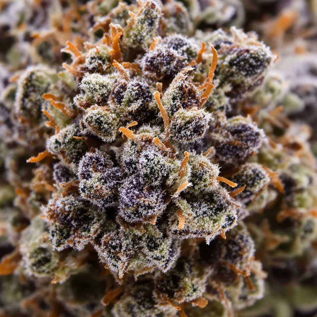 Gros plan de fleur de cannabis Meat Breath montrant calices denses aux reflets violets