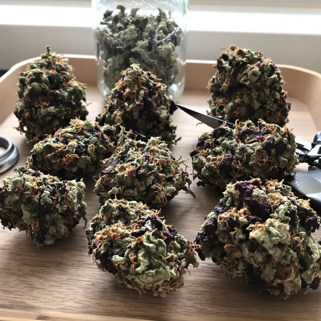 Middlefork 79% indica / 21% sativa — fleur avec trichomes visibles