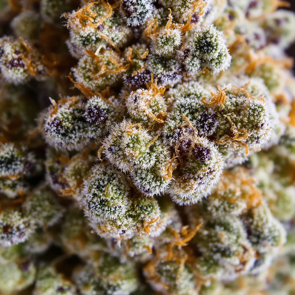 Gros plan de fleur de cannabis Midnight montrant structure équilibrée avec trichomes givrés