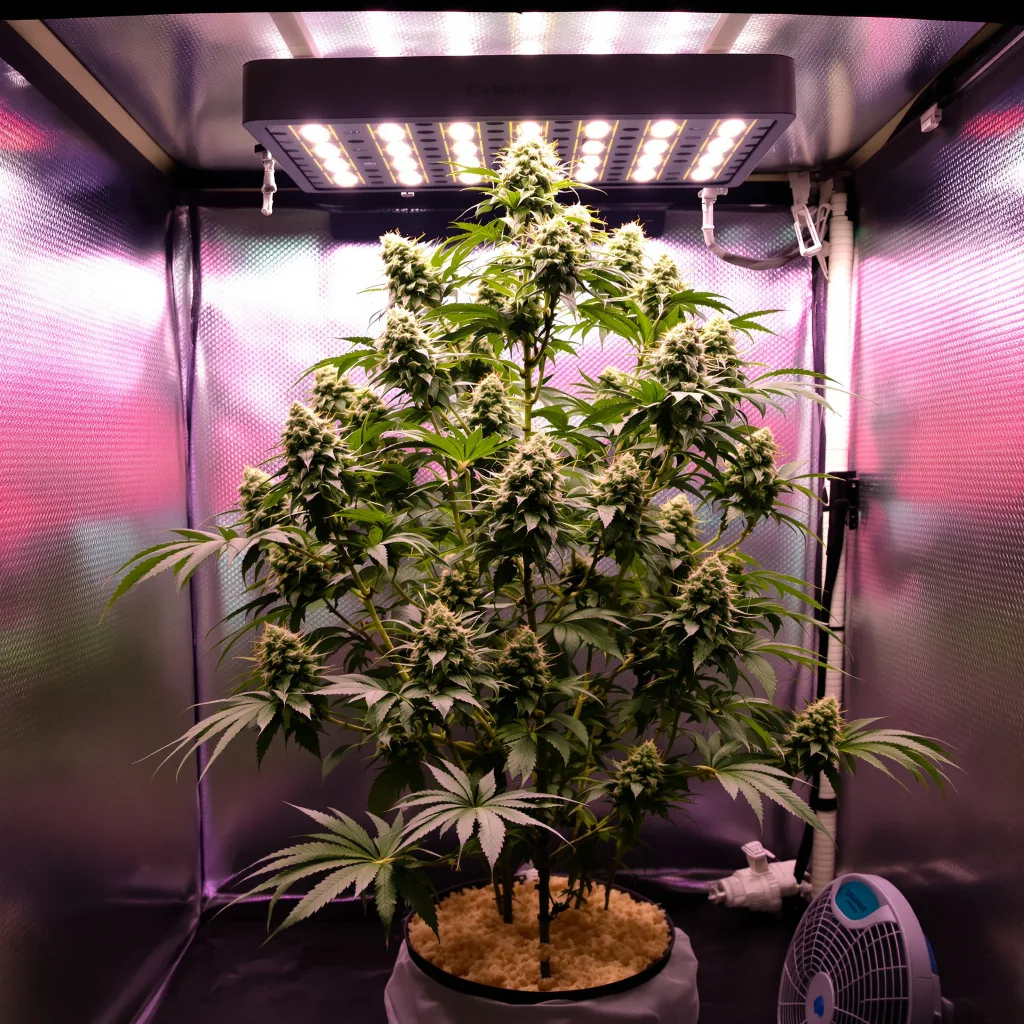 Plante de cannabis Millennium en floraison — 120-180 cm féminisée