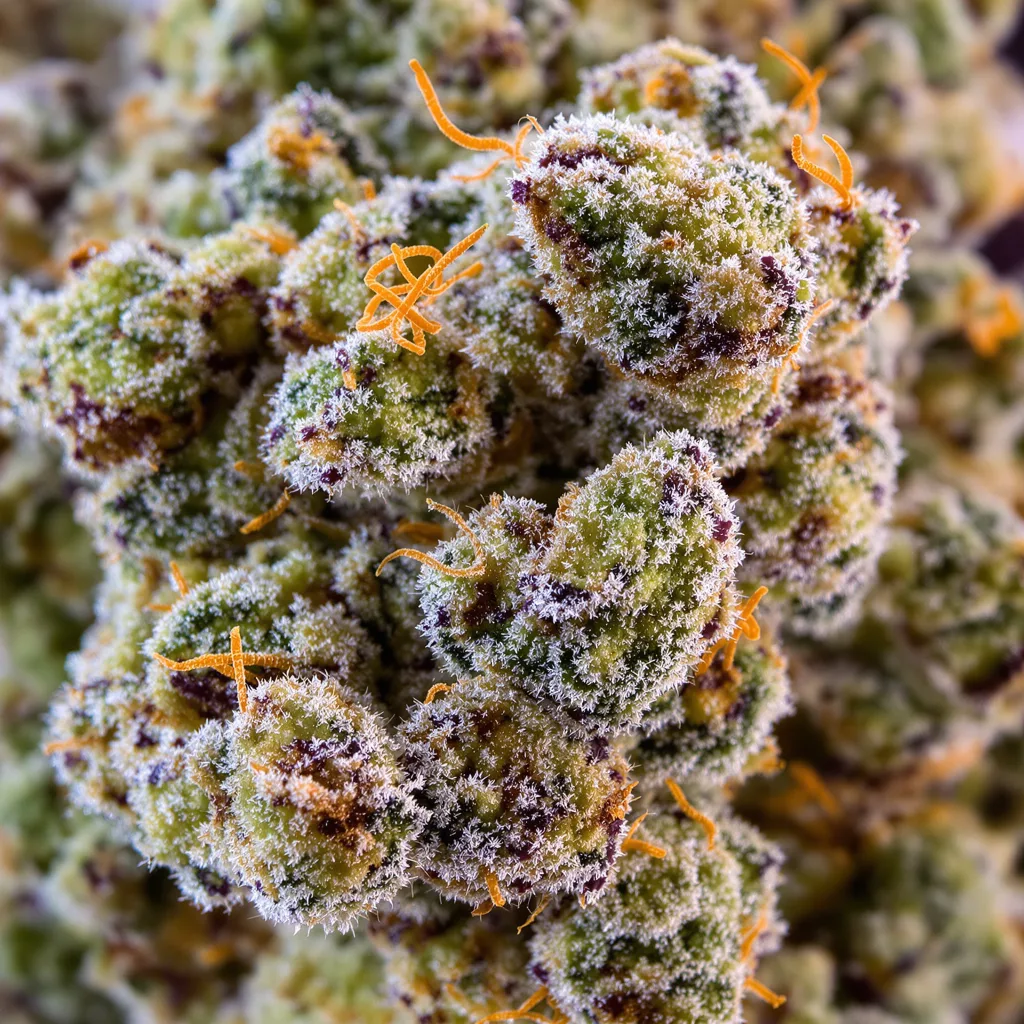 Gros plan de fleur de cannabis Millennium montrant structure équilibrée avec trichomes givrés