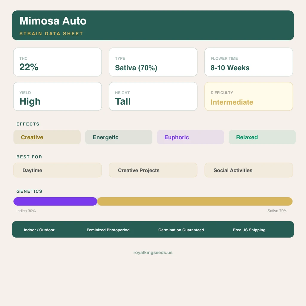 Mimosa 30% indica / 70% sativa — fleur avec trichomes visibles