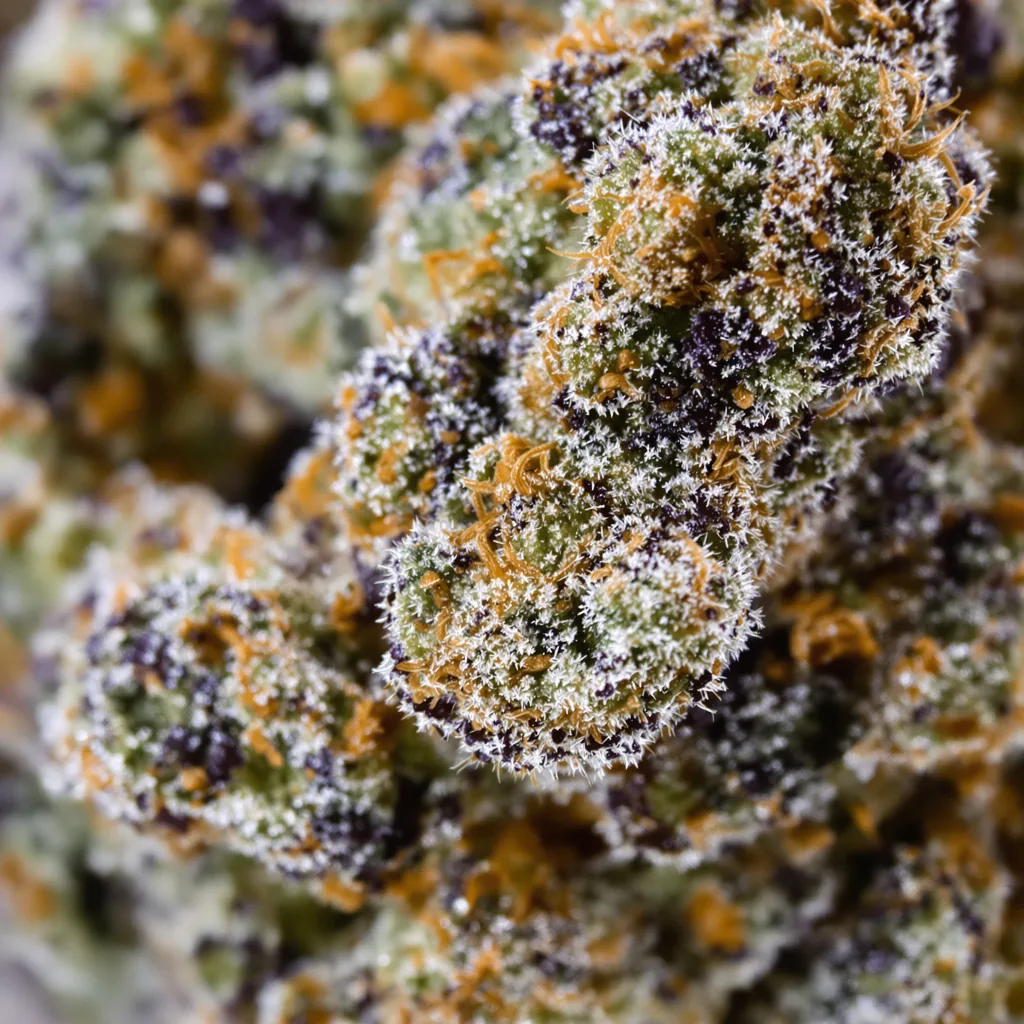 Gros plan de fleur de cannabis Mimosa montrant calices denses aux reflets violets