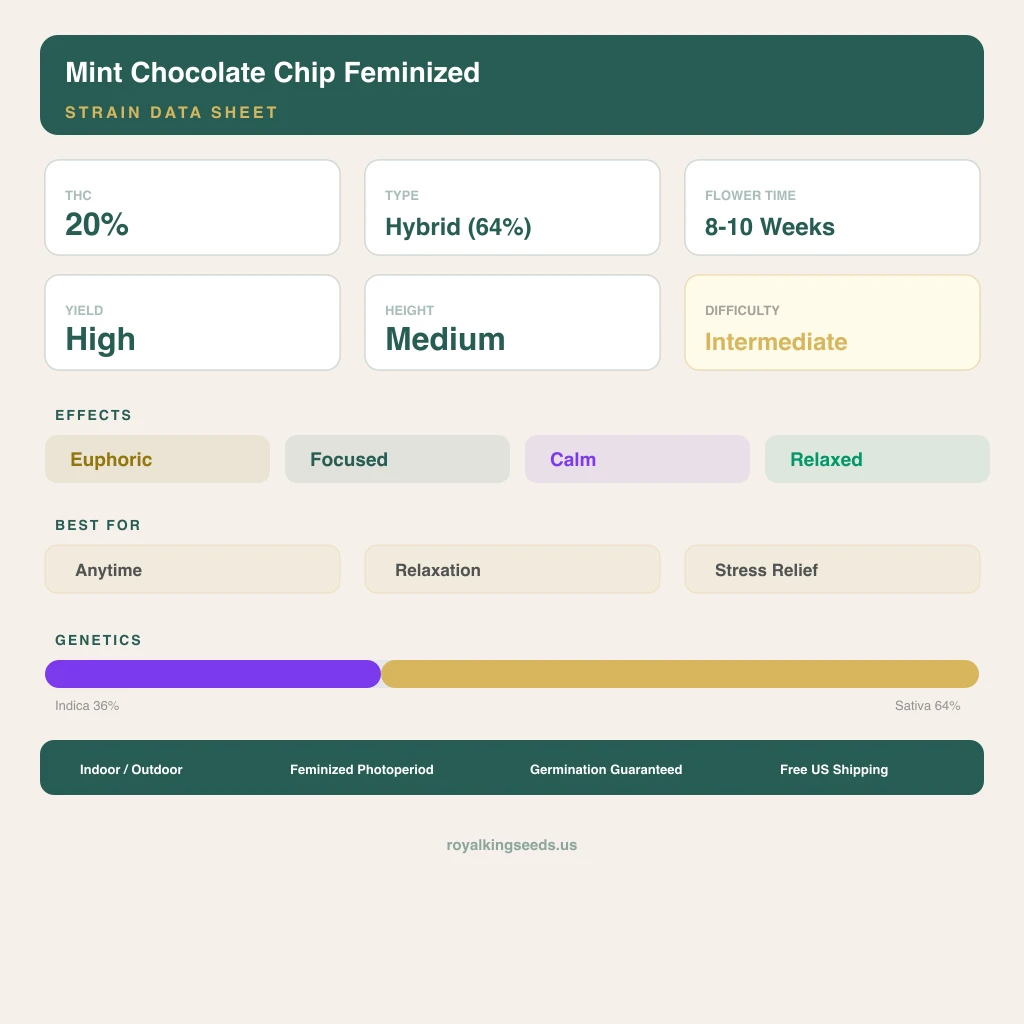 Mint Chocolate Chip 36% indica / 64% sativa — fleur avec trichomes visibles