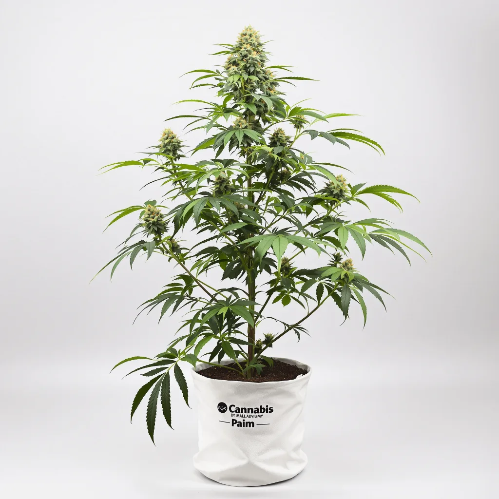 Emballage de graines de cannabis Mint — Royal King Seeds France
