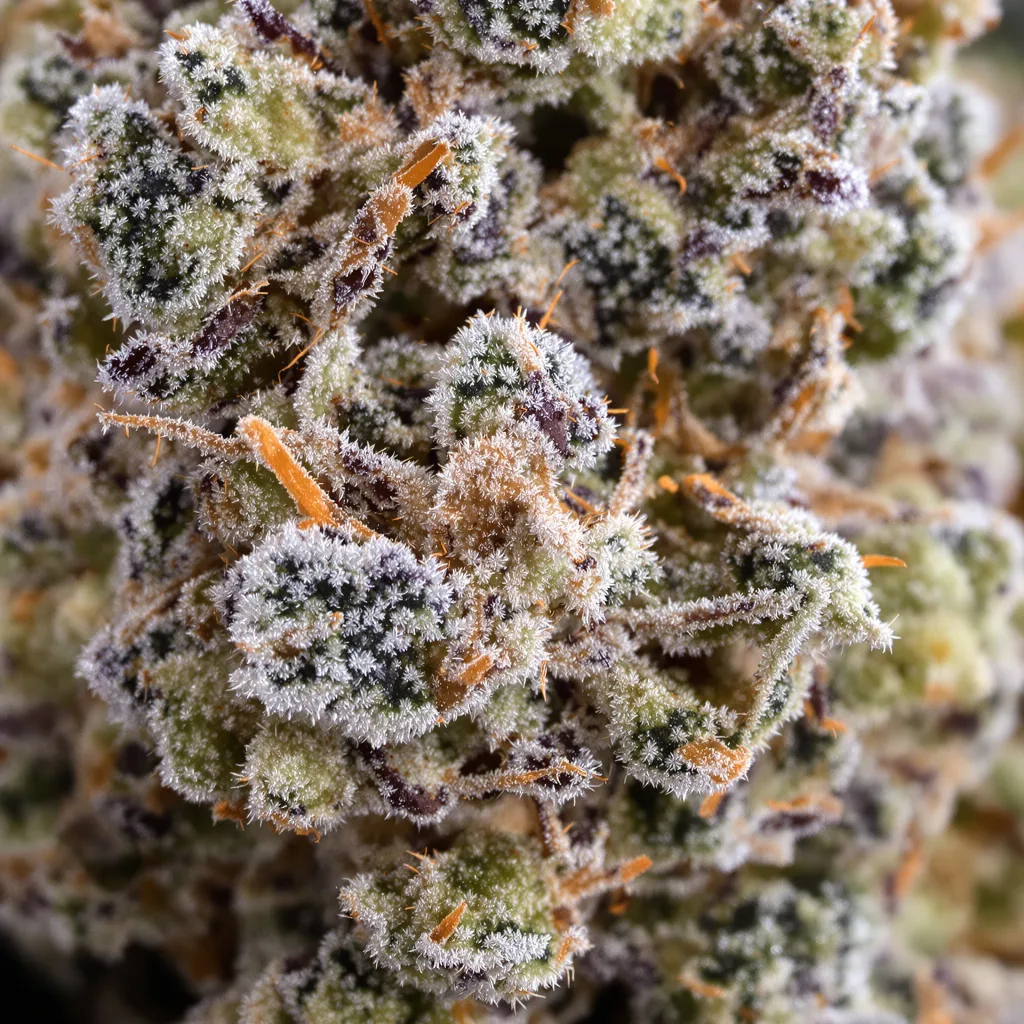 Gros plan de fleur de cannabis Misty Kush montrant structure équilibrée avec trichomes givrés