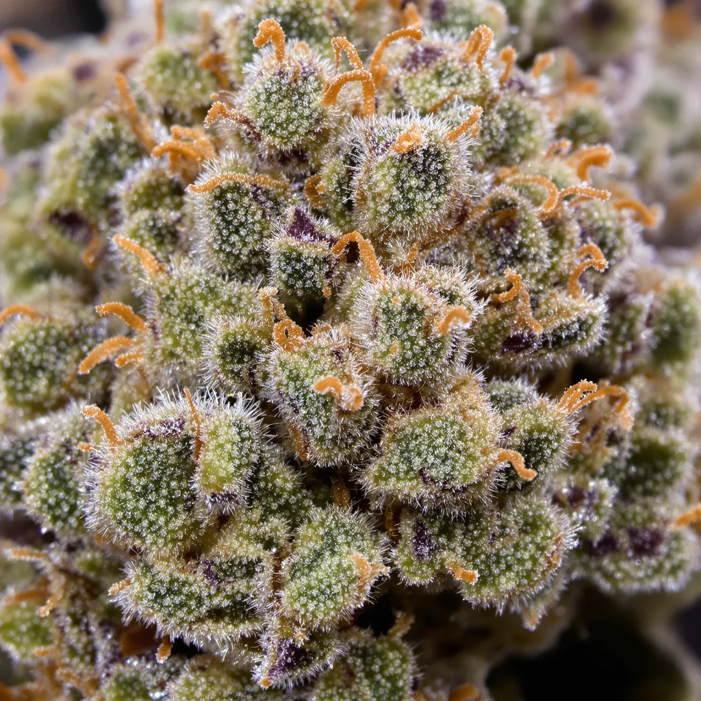 Gros plan de fleur de cannabis Misty Kush montrant structure équilibrée avec trichomes givrés