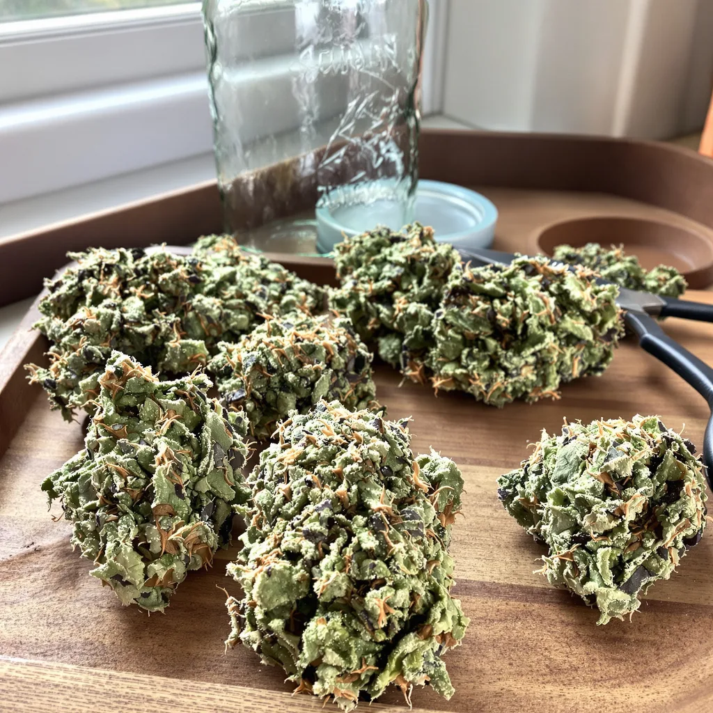 MK Ultra 50% indica / 50% sativa — fleur avec trichomes visibles
