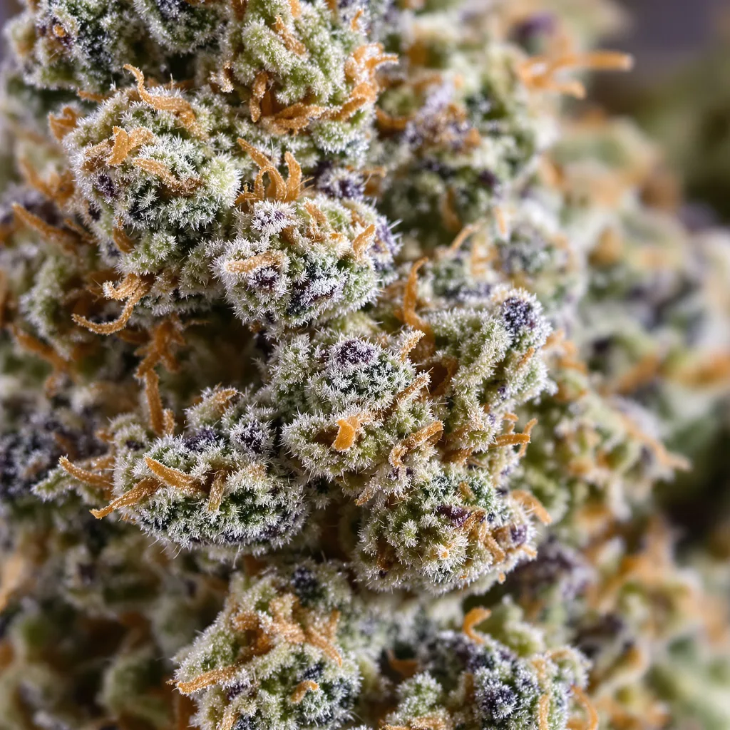Gros plan de fleur de cannabis MK Ultra montrant structure équilibrée avec trichomes givrés