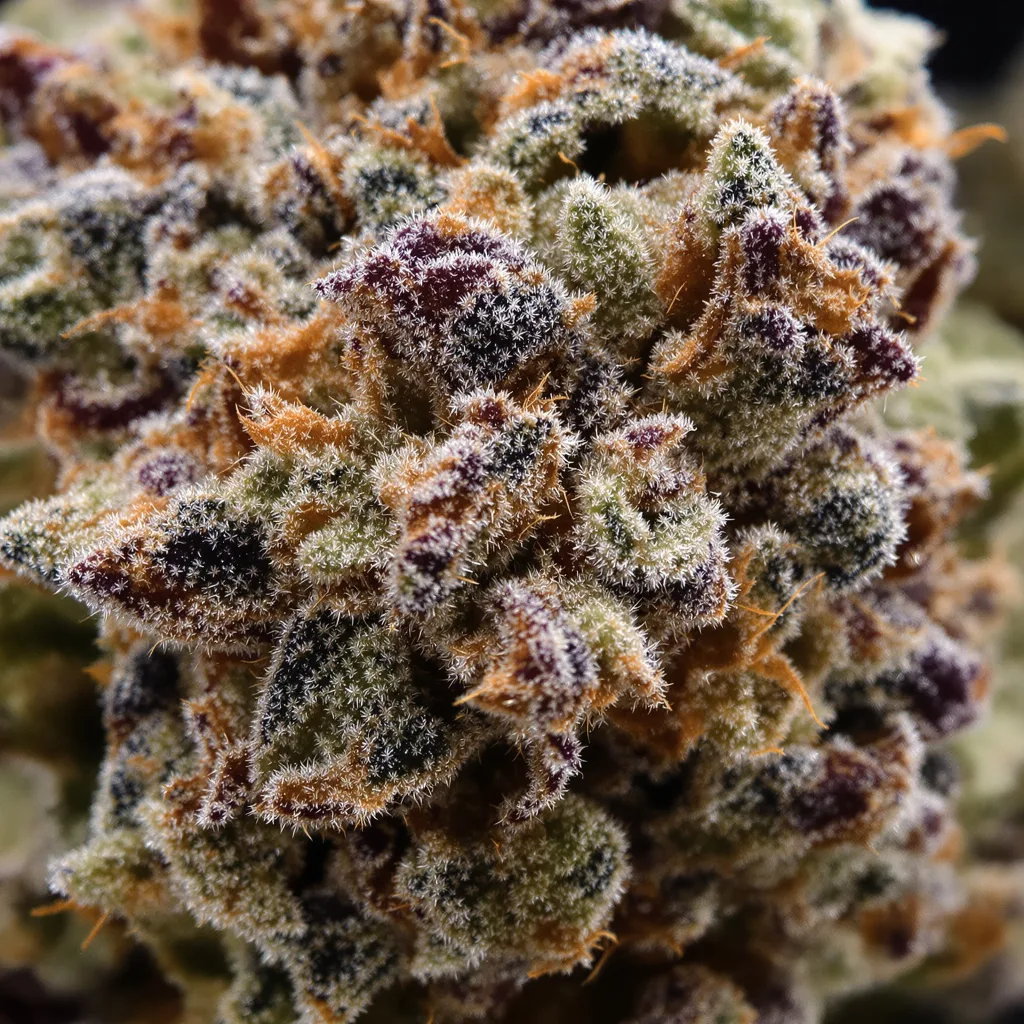 Gros plan de fleur de cannabis Molokai Frost montrant calices denses aux reflets violets