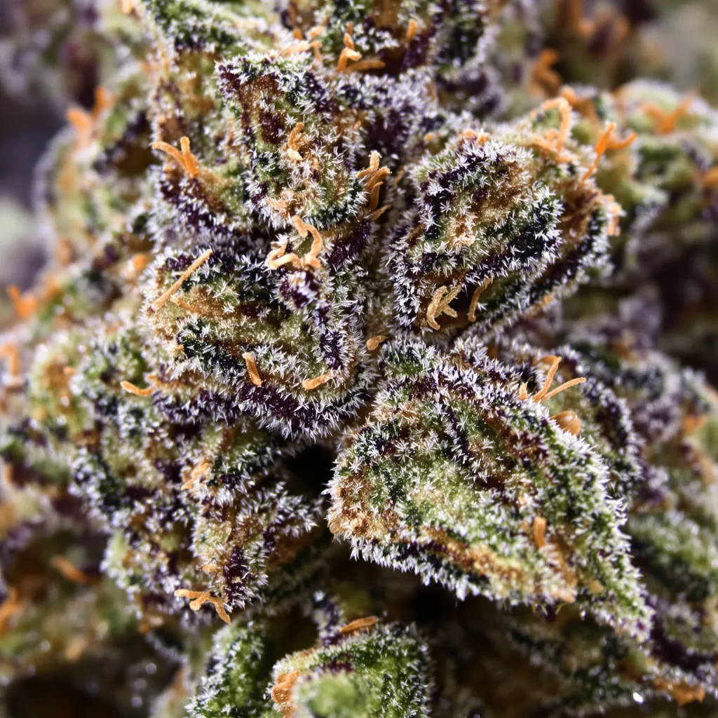 Gros plan de fleur de cannabis Money Maker montrant calices denses aux reflets violets