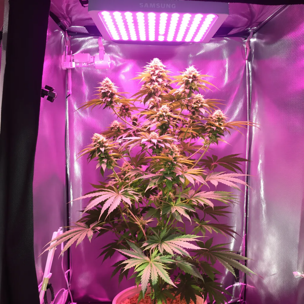 Plante de cannabis Montana Silvertip en floraison — 150-200 cm féminisée