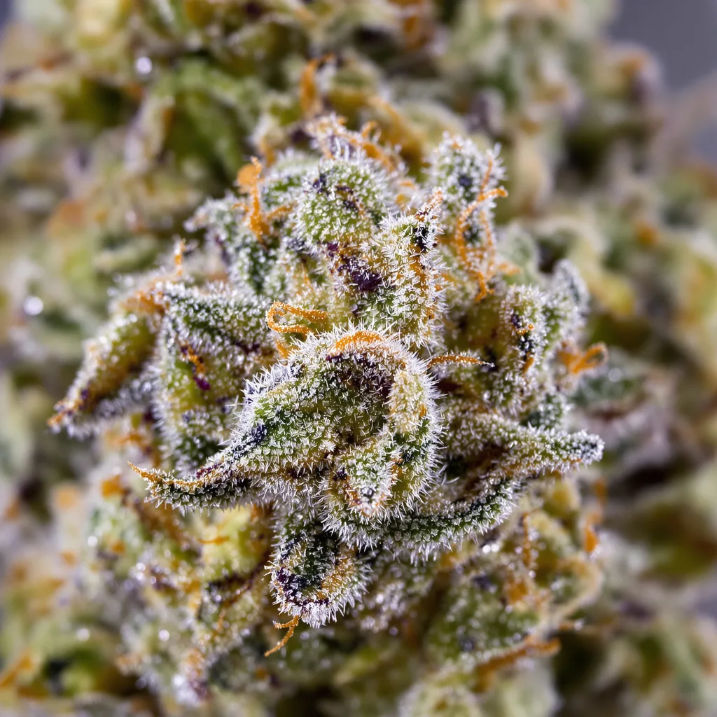 Gros plan de fleur de cannabis Morning Glory montrant structure équilibrée avec trichomes givrés