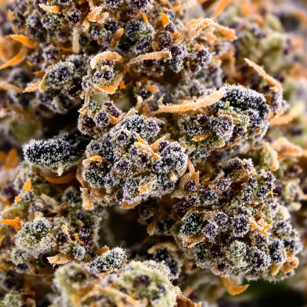 Gros plan de fleur de cannabis Mother of Berries montrant calices denses aux reflets violets