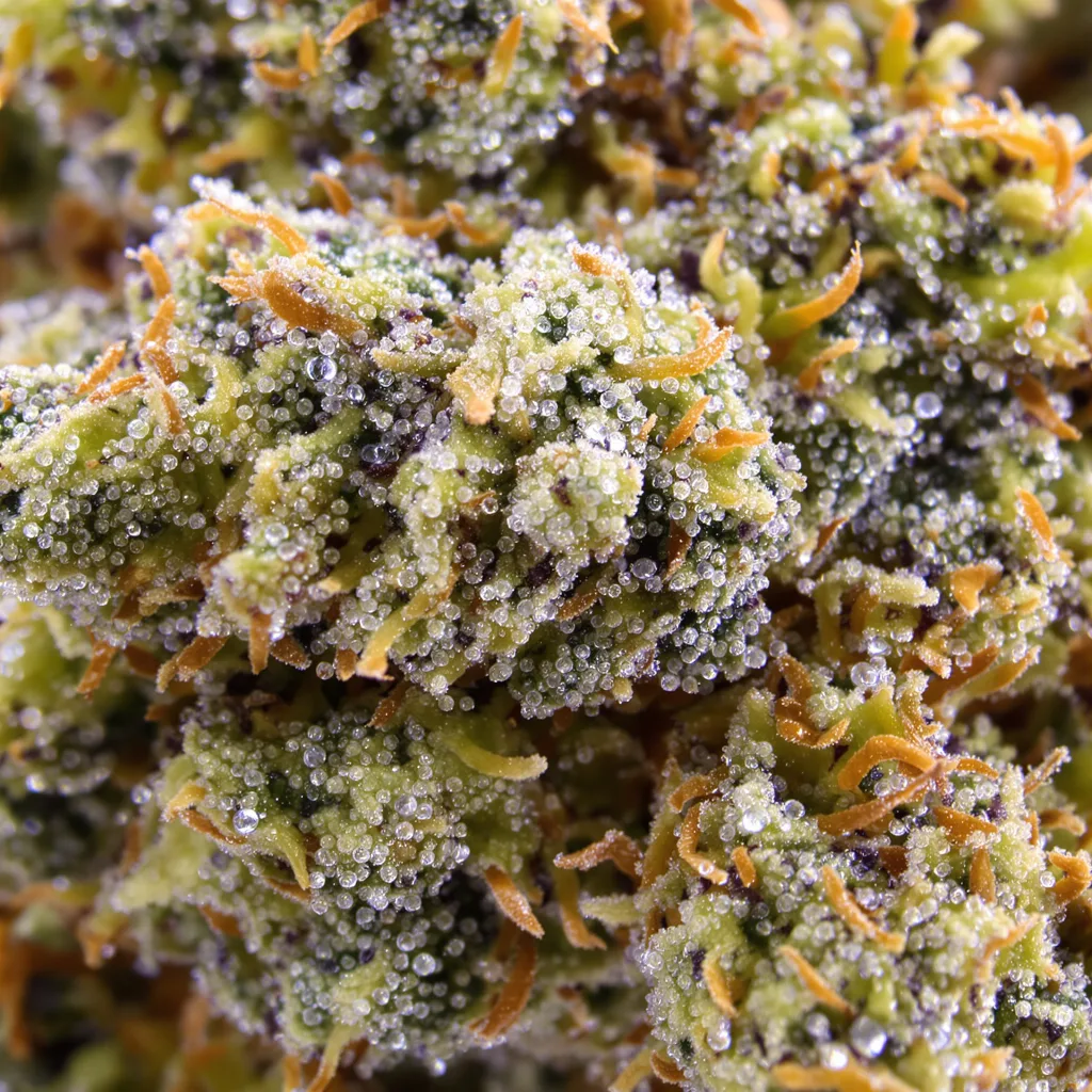 Gros plan de fleur de cannabis Motorbreath #15 montrant nugs denses vert forêt