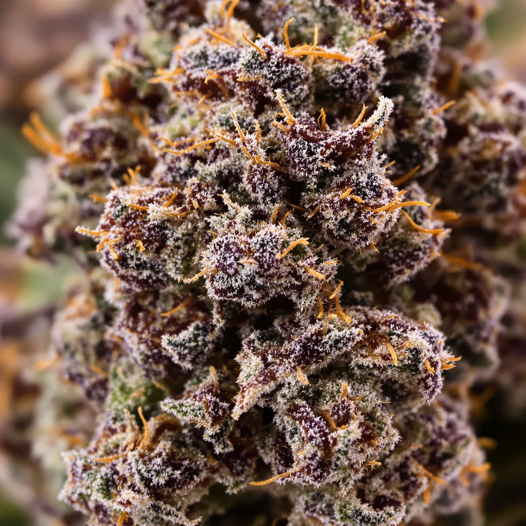 Gros plan de fleur de cannabis Mr. Nice montrant calices denses aux reflets violets