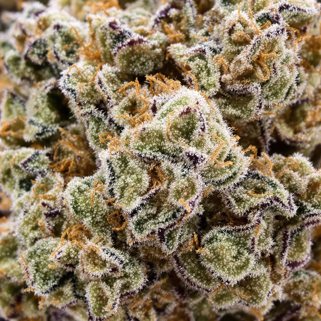 Gros plan de fleur de cannabis Mr. Tusk montrant nugs denses vert forêt