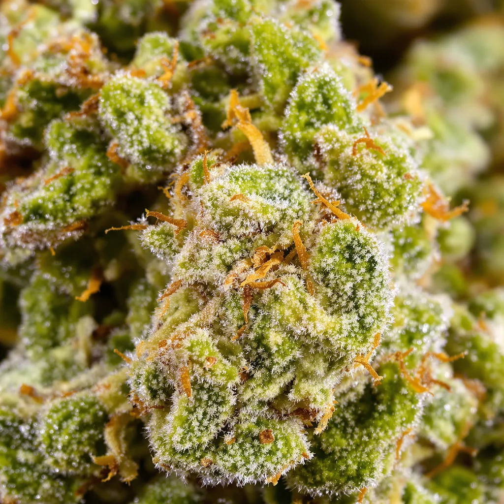 Gros plan de fleur de cannabis Neptune Kush montrant structure aérée vert lime