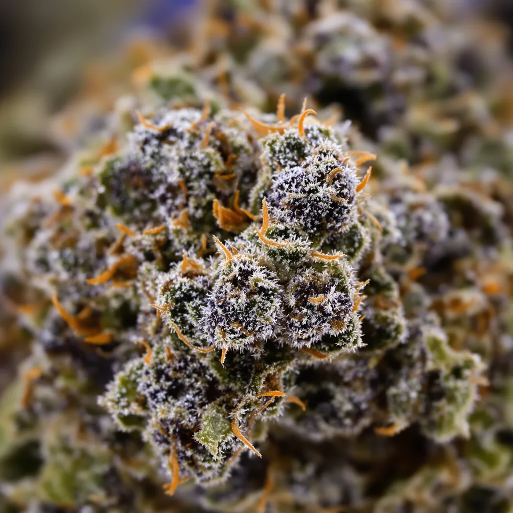 Gros plan de fleur de cannabis Neptune OG montrant calices denses aux reflets violets