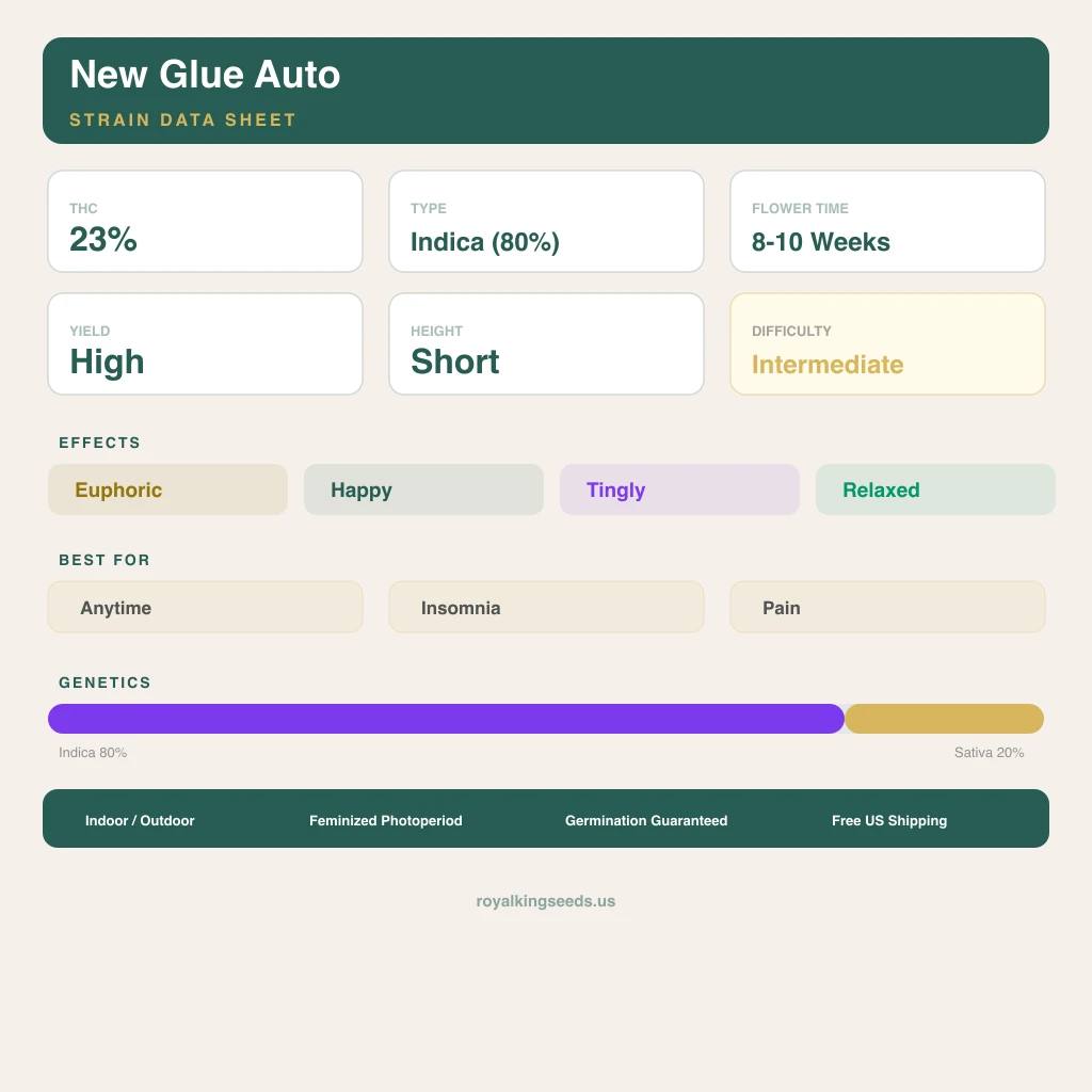 New Glue 80% indica / 20% sativa — fleur avec trichomes visibles