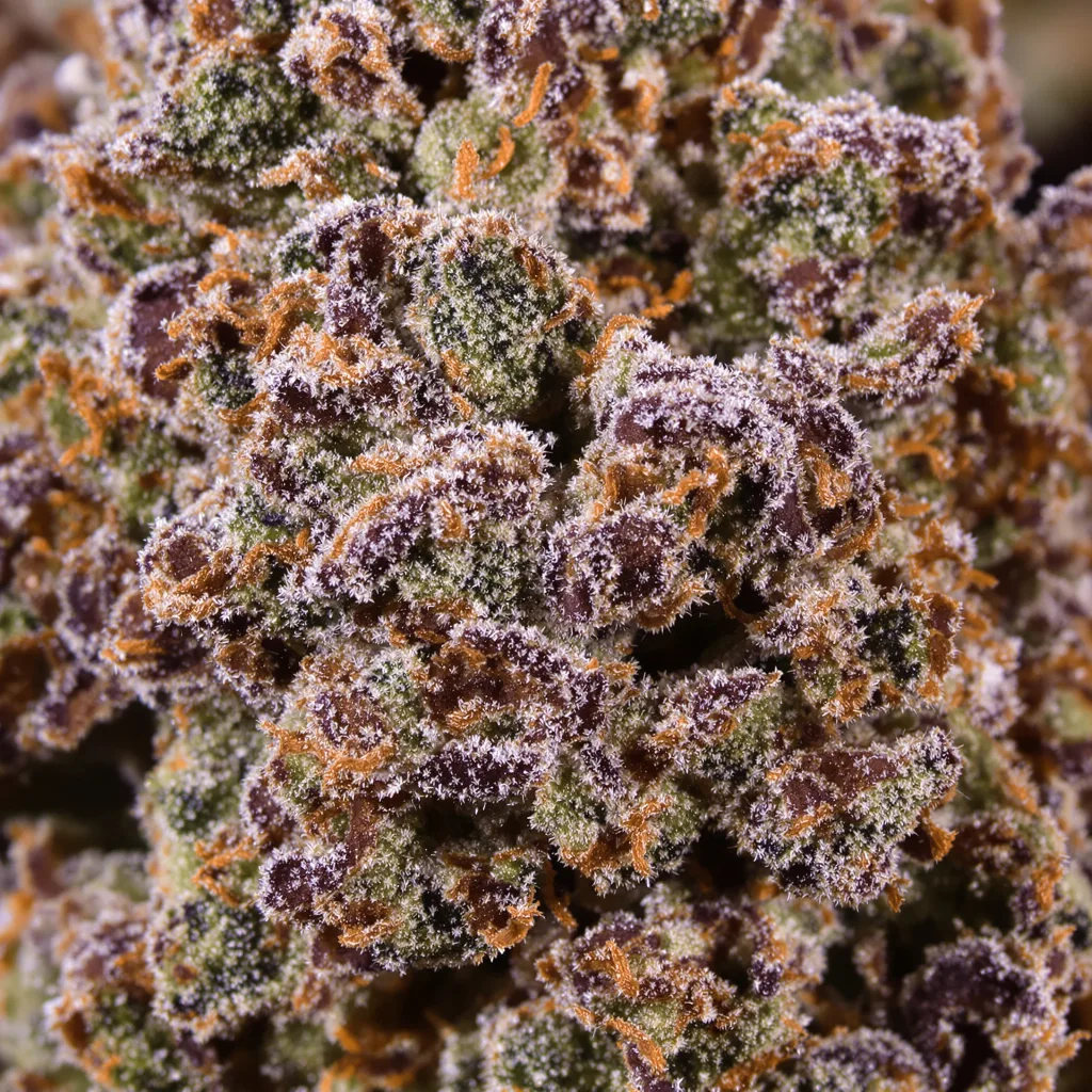 Gros plan de fleur de cannabis Nicole Kush montrant calices denses aux reflets violets