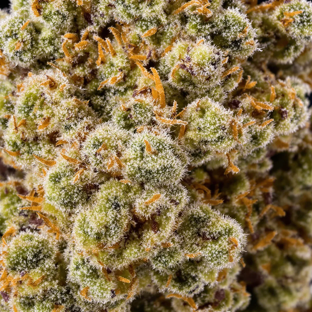 Gros plan de fleur de cannabis Night Train montrant structure équilibrée avec trichomes givrés