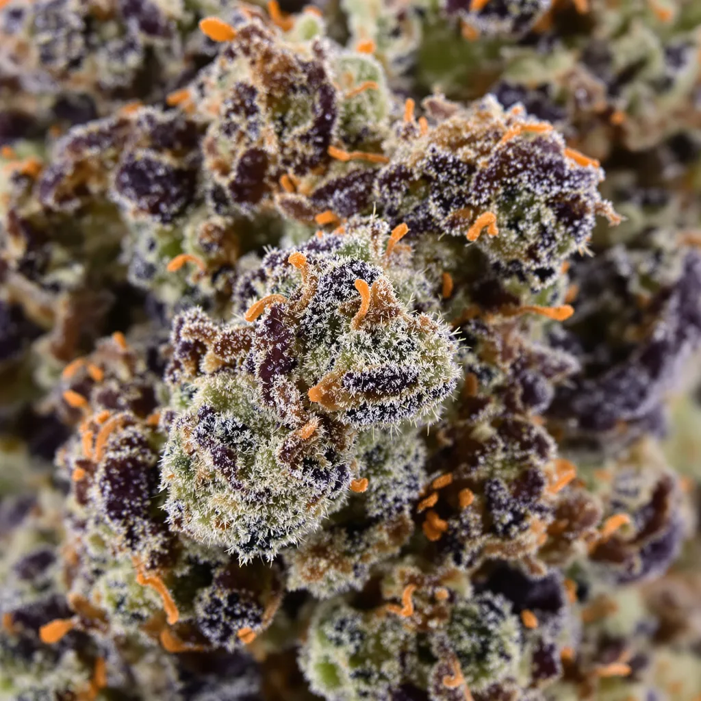 Gros plan de fleur de cannabis Nightcap montrant calices denses aux reflets violets