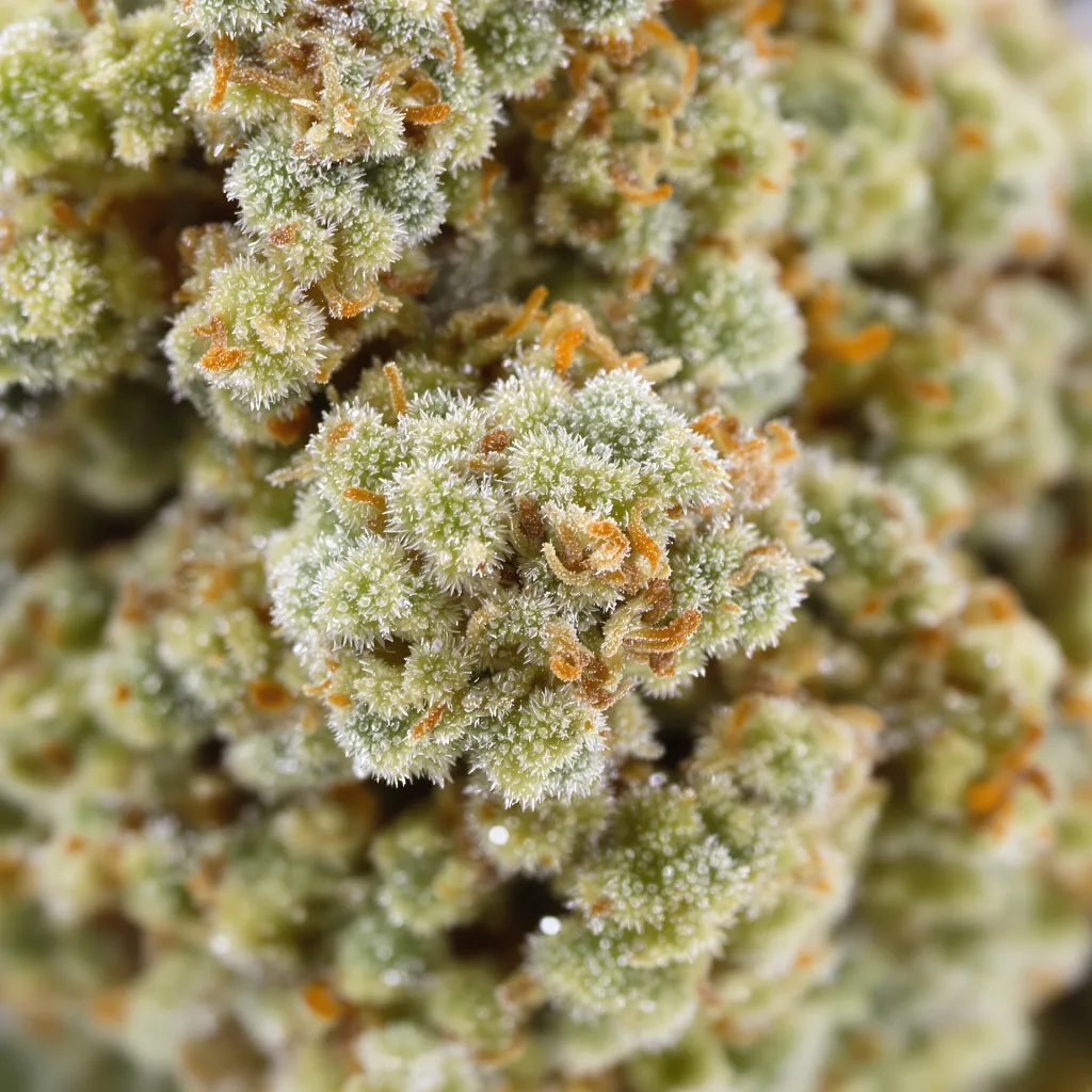 Gros plan de fleur de cannabis Nordle CBD montrant fleur claire à faible résine