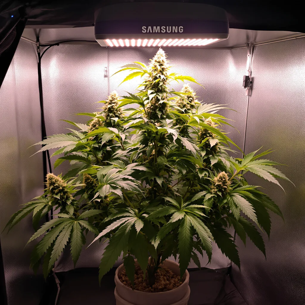 Plante de cannabis North American en floraison — 90-130 cm féminisée