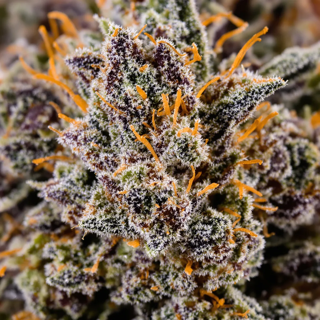 Gros plan de fleur de cannabis Northern Lights montrant calices denses aux reflets violets